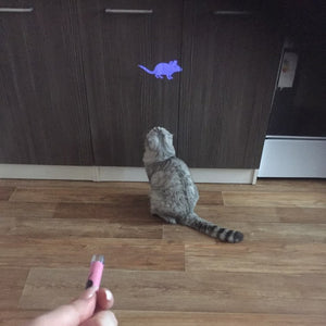 Cat Toy Creative